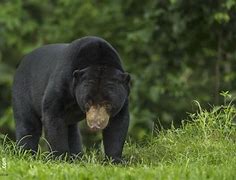 Beruang Madu Termasuk Fauna Tipe